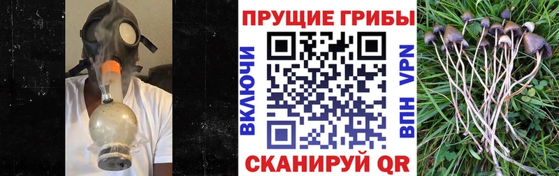 Купить закладки  Заозёрск  Галлюциногенные грибы GOLDEN TEACHER 